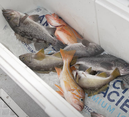Blogger Travel Fish How to Travel with Fish – Grundens